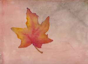 Maple Leaf in Autumn