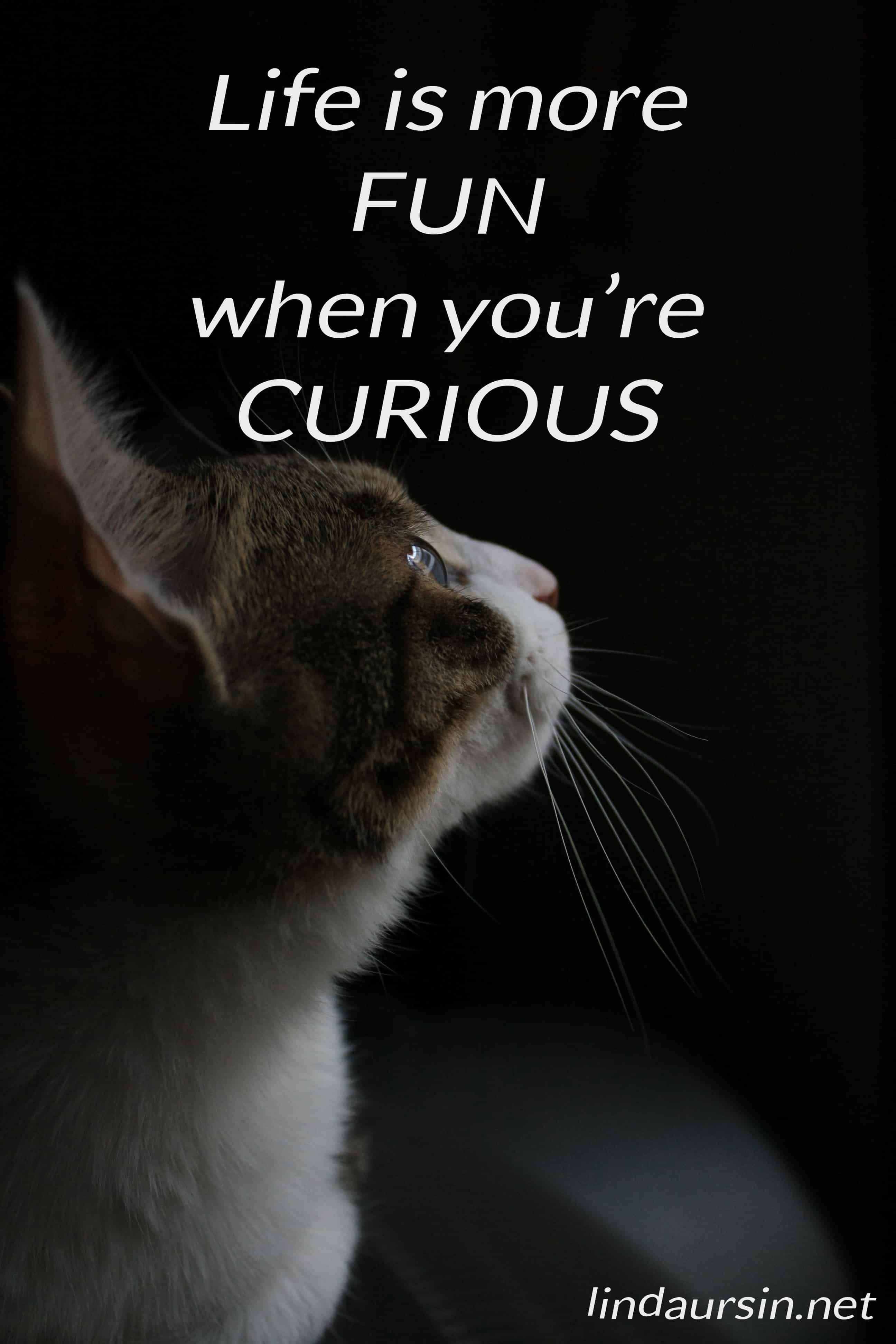 Life is more fun when you're curious