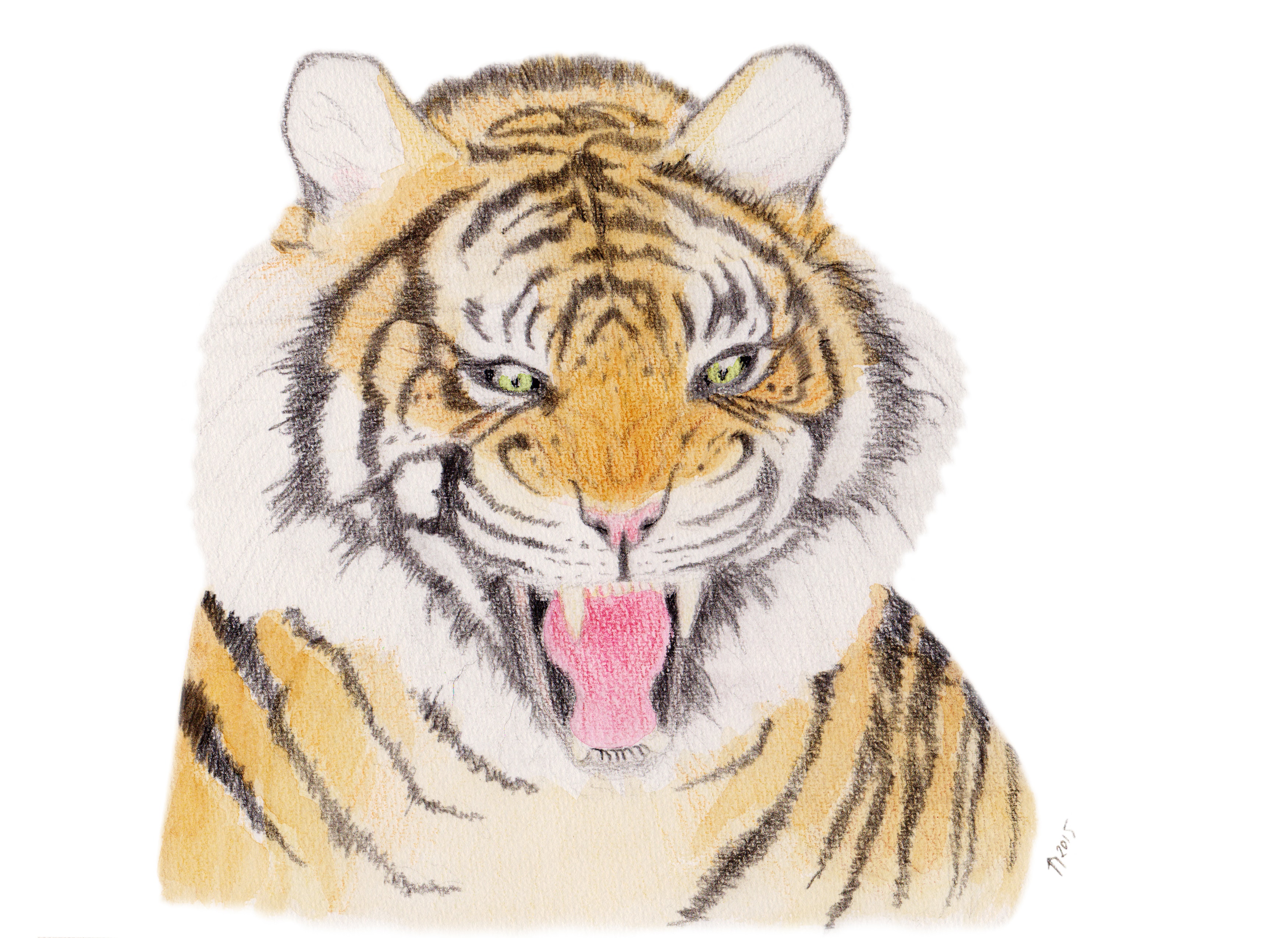 Tiger-brøl
