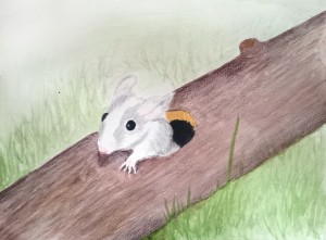 Et akvarell- og fargeblyantmaleri av en grå og hvit mus som kommer ut av et hull i en stokk av Linda Ursin