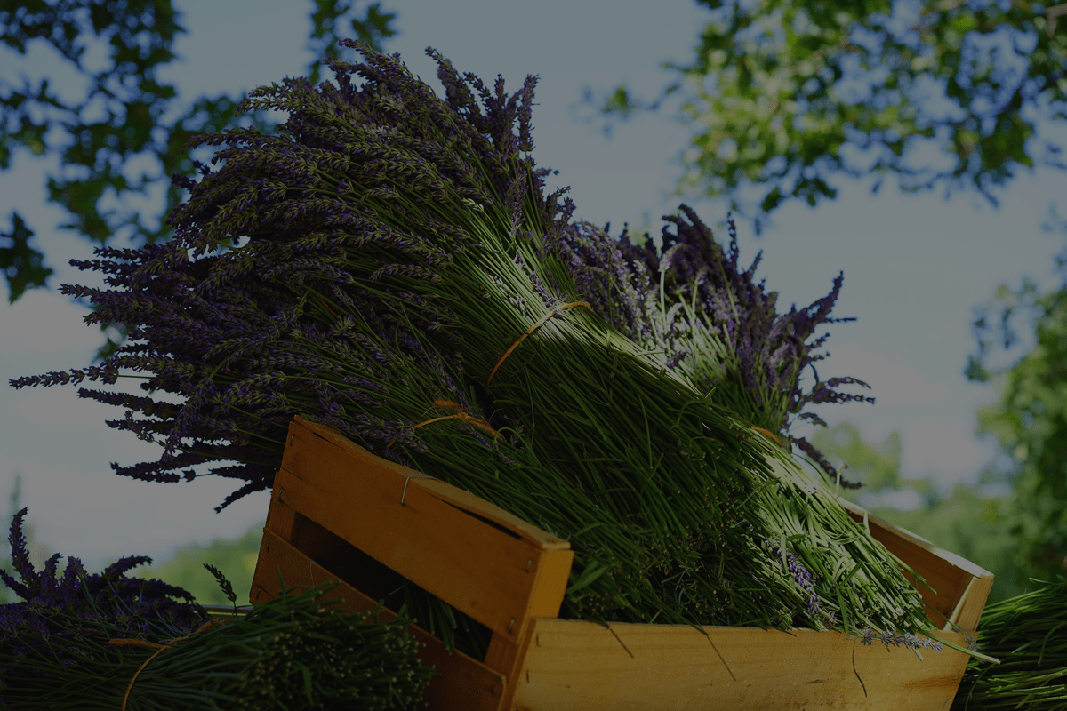 Herbs by latin name