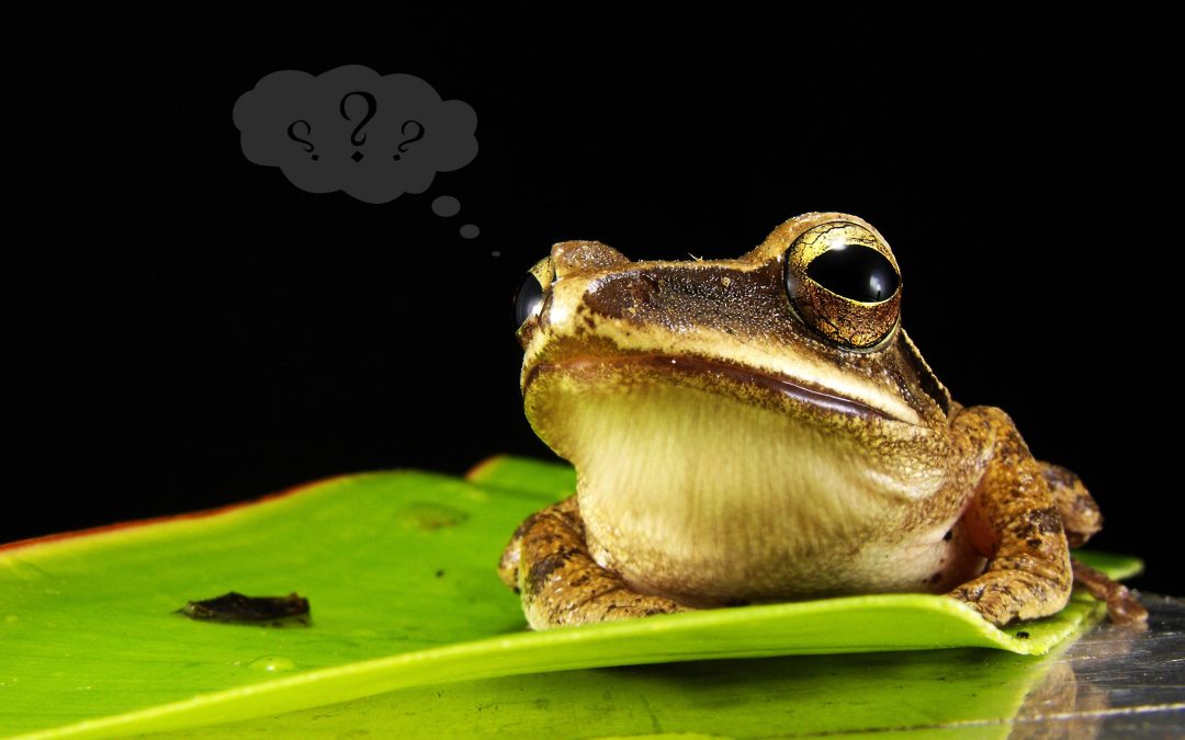 Questioning Frog - Do You Want to Help Me Breathe Life Into This Blog?
