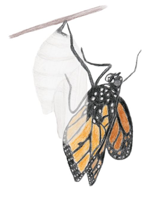 Monarch Butterfly Emerging from its Chrysalis Coloured Pencil Drawing