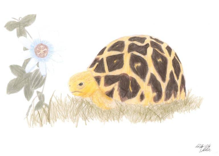 Tortoises for a friend - Tortoise and Passionflower