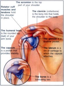 Shoulder Anatomy from edoctoronline.com