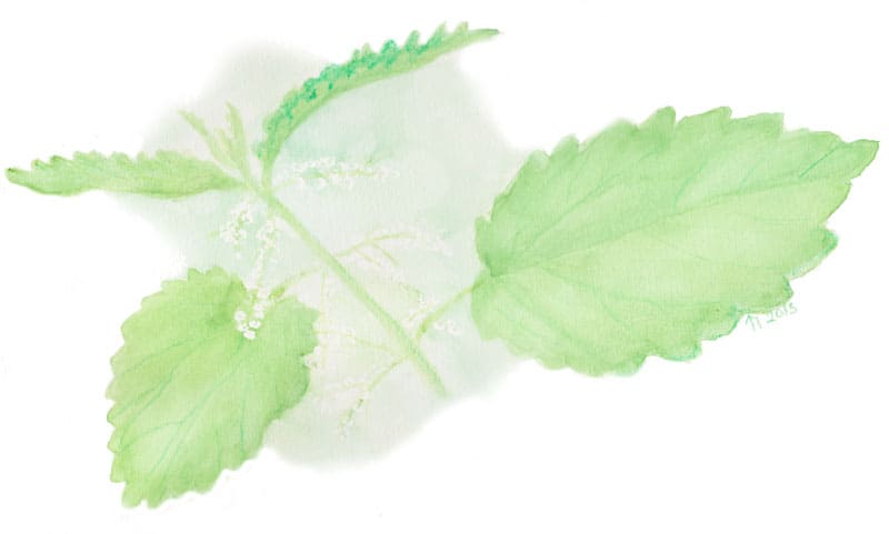 Painting weeds for my book – Stinging Nettle