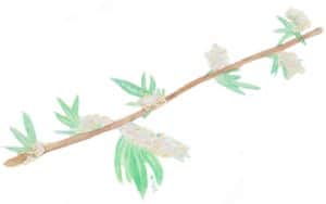 Wormwood (Artemisia vulgaris)