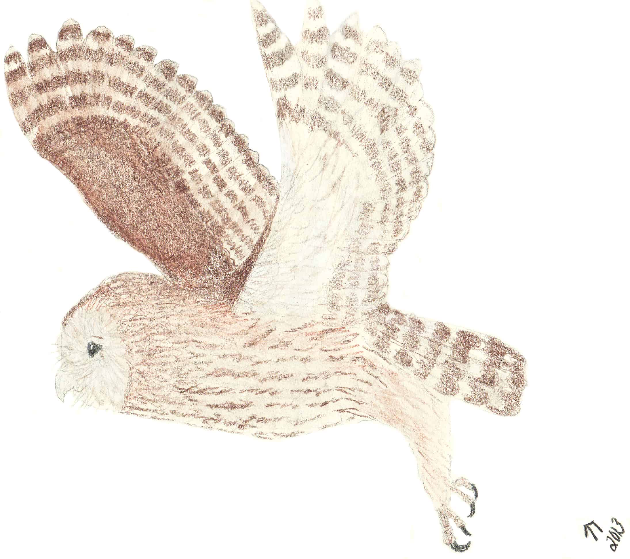 Tawny Owl Drawing