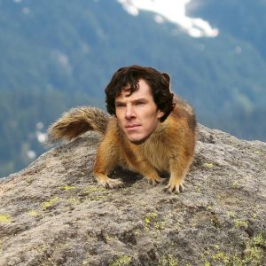 The face of Benedict Cumberbatch on a squirrel