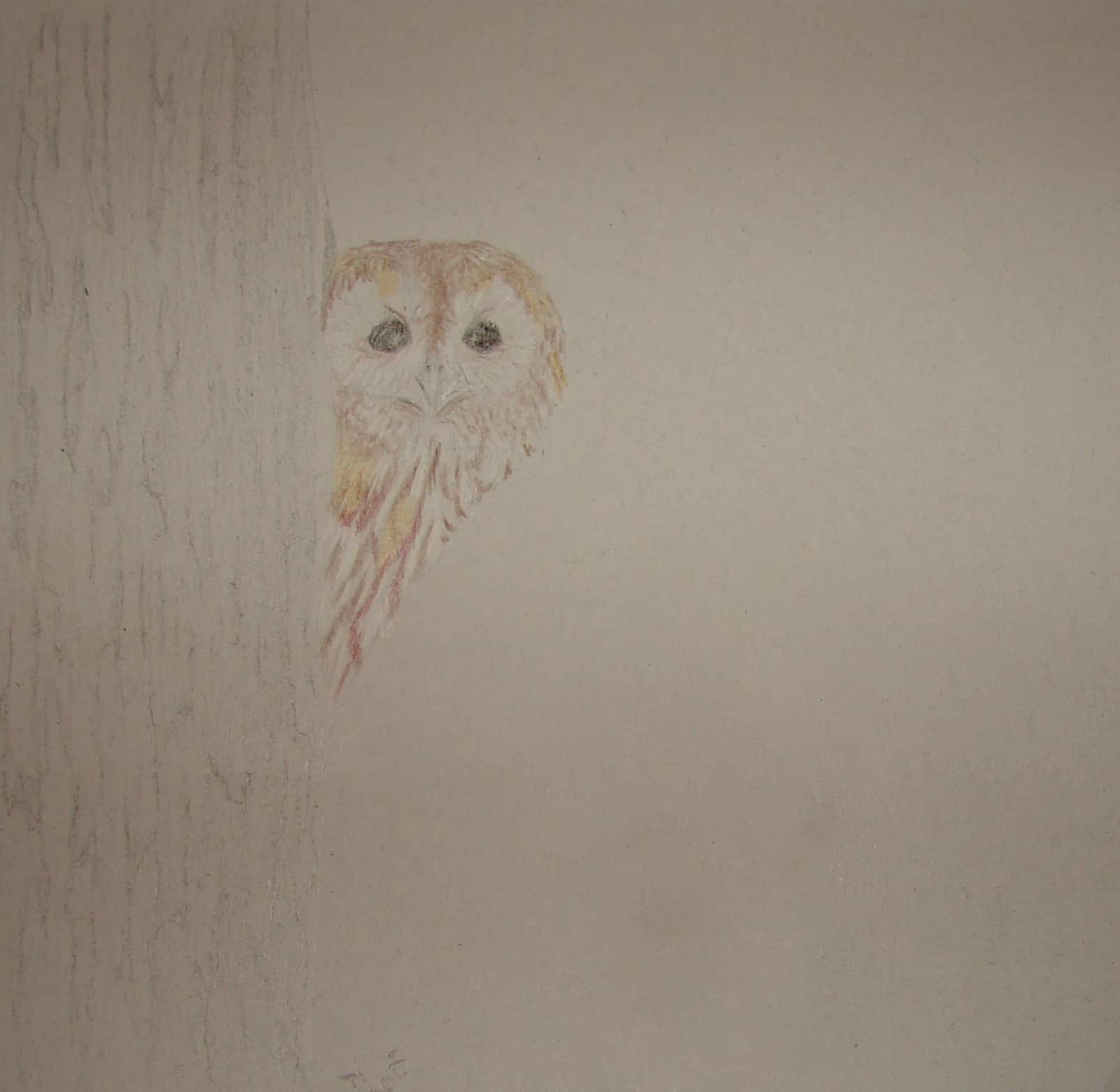 Tawny Owl Peek-a-boo