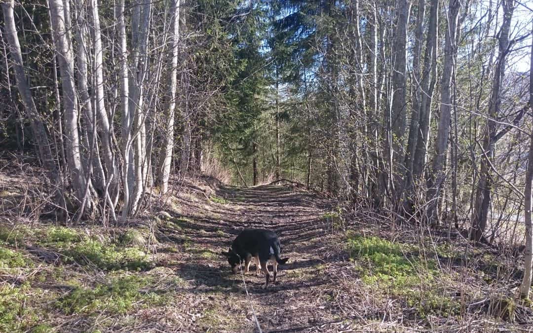 Does taking a hike make you feel better? by Linda Ursin