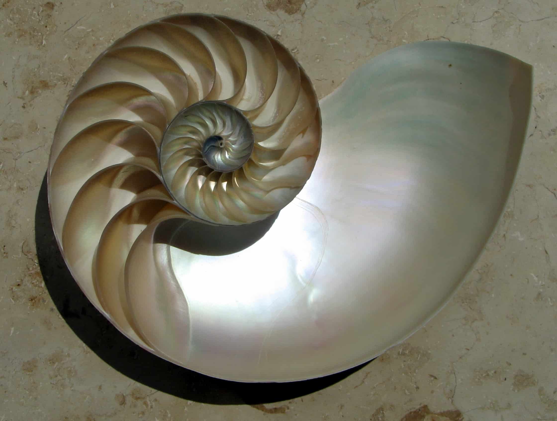 Inside a Nautilus