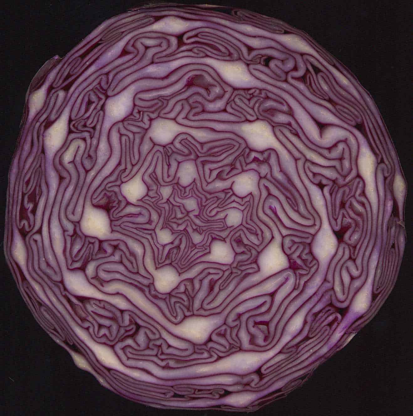 Red cabbage cross section