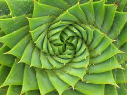 An Aloe plant