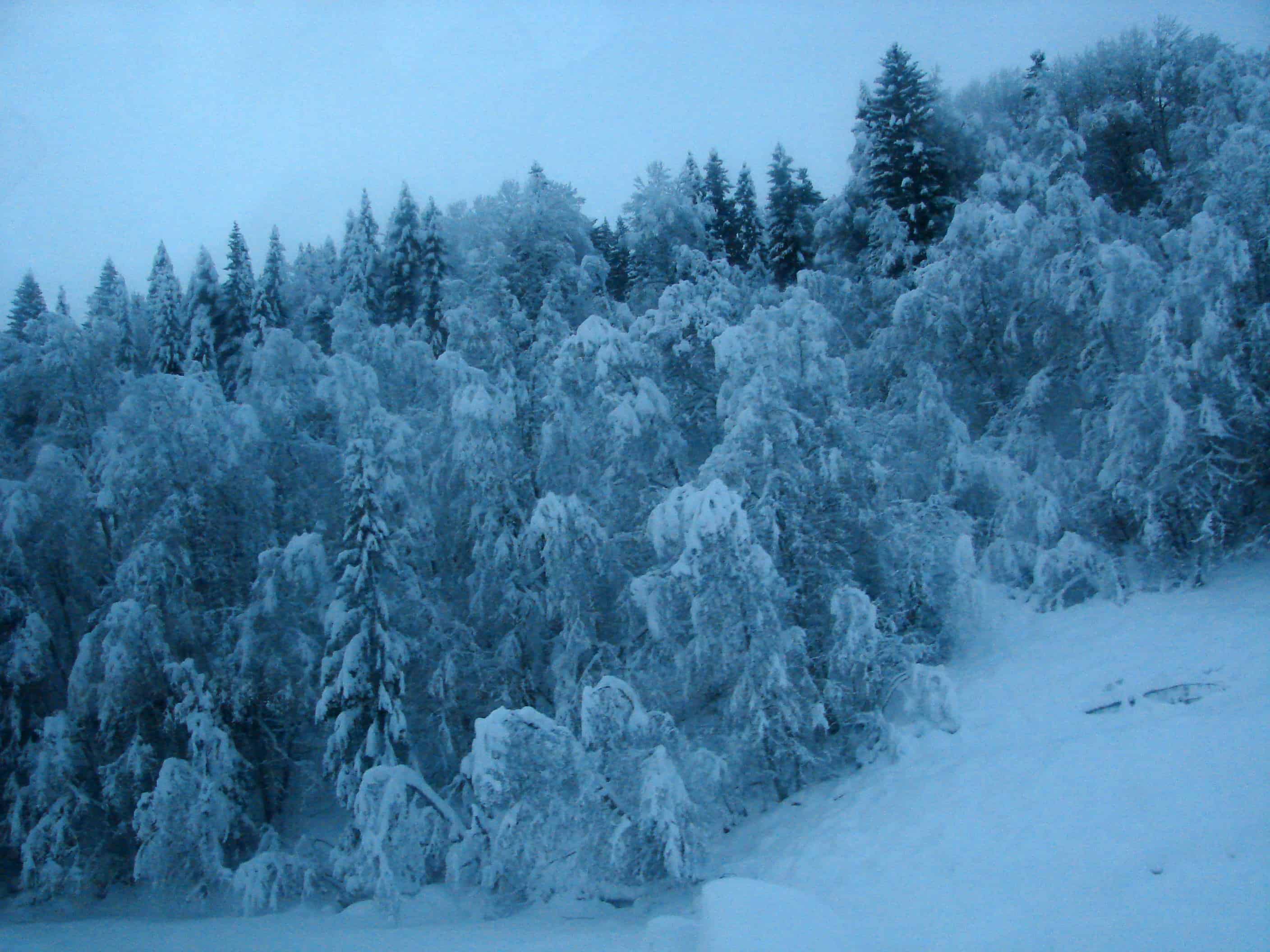 Trees heavy with snow