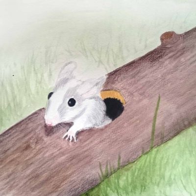 A watercolour and colored pencil painting of a grey and white mouse coming out of a hole in a log by Linda Ursin