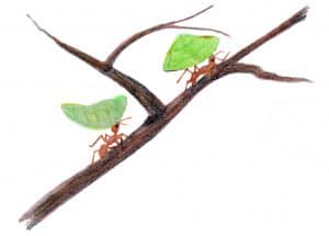 Wands drawing of leaf cutter ants