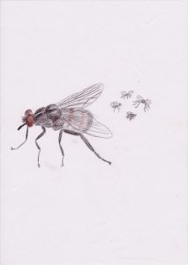 5 of Swords drawing of Flies