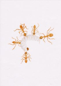 5 of Wands drawing of Ants fighting over food