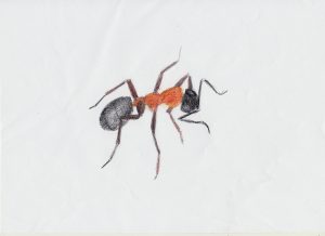 3 of Wands drawing of an Ant (1)