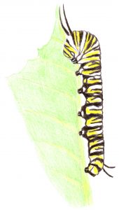 Ace of Cups drawing of a caterpillar