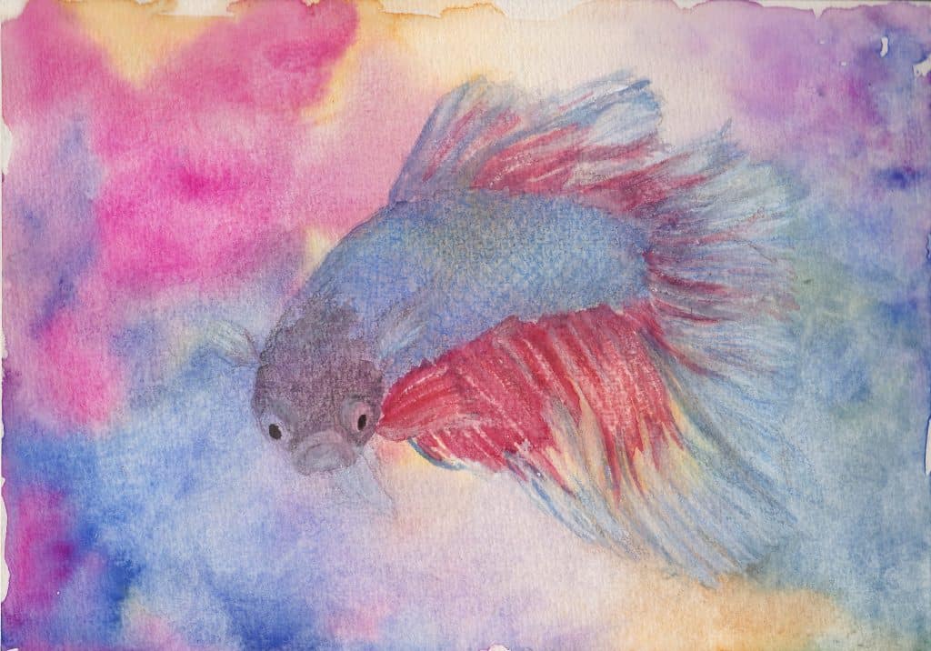 Fighting Fish - Watercolour and coloured pencil artwork by Linda Ursin