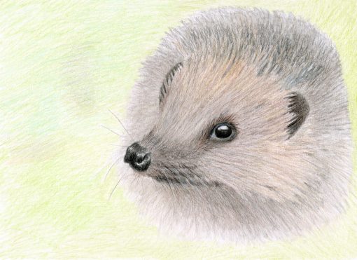 The Hedgehog is a Lovely Creature