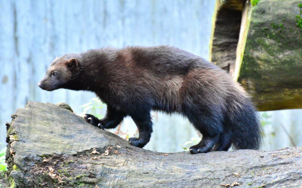 Wolverine Myths, Folklore and Spirit Animal Info by Linda Ursin