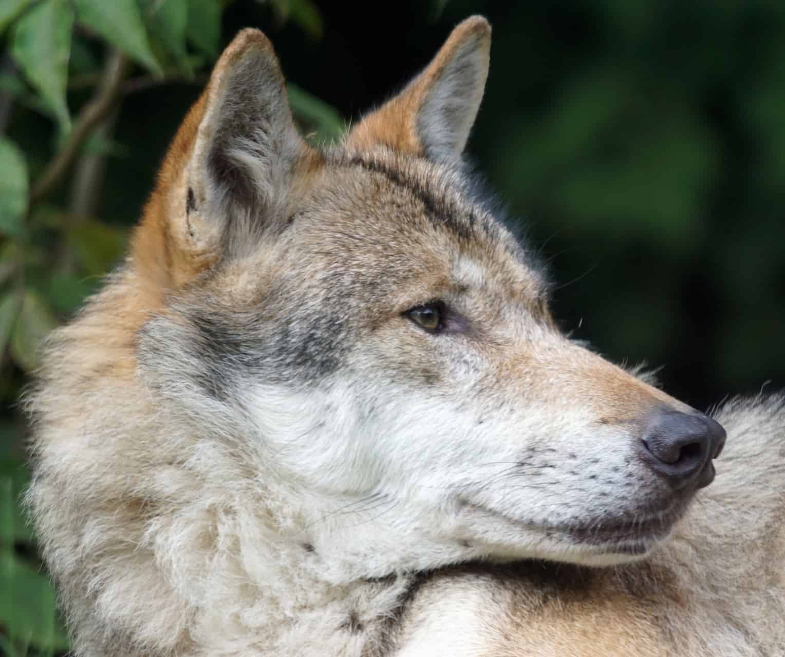 Que animal é compatível com o lobo?