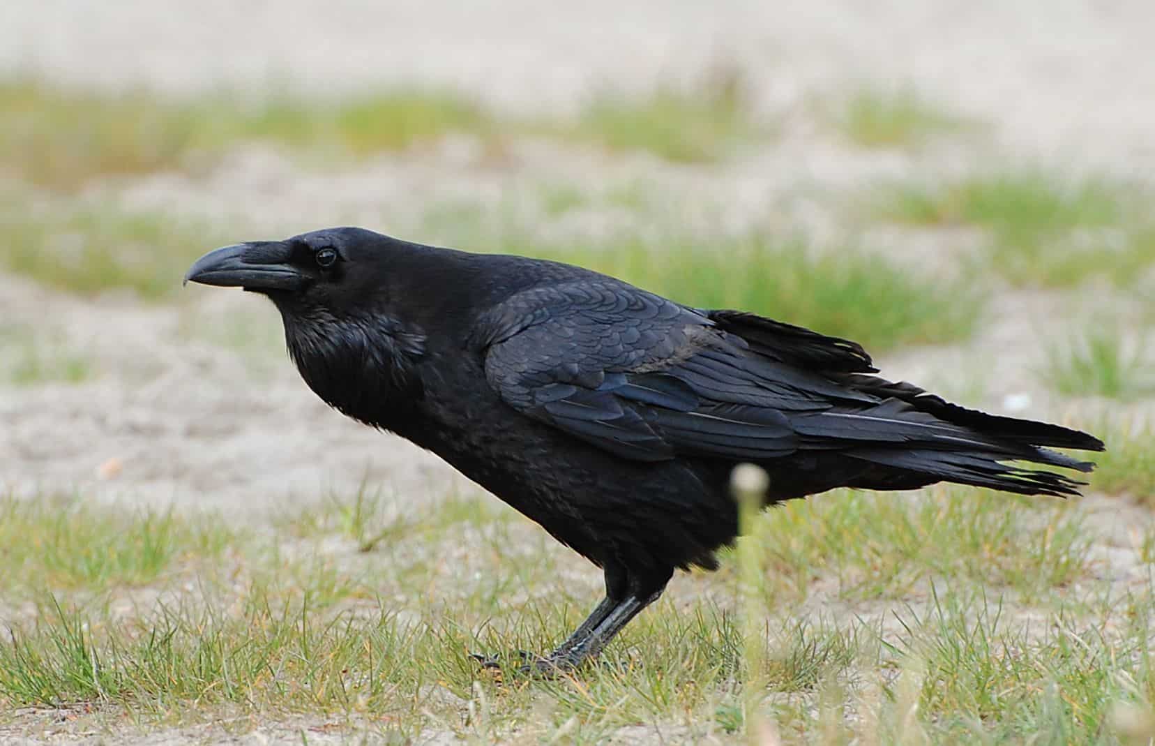 Raven Myths, Folklore and Spirit Animal Info by Linda Ursin