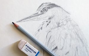 Finishing a bird drawing and some updates