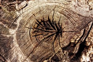 Cracks in a log
