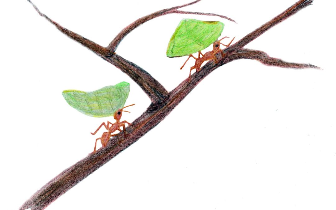 Wands drawing of leaf cutter ants