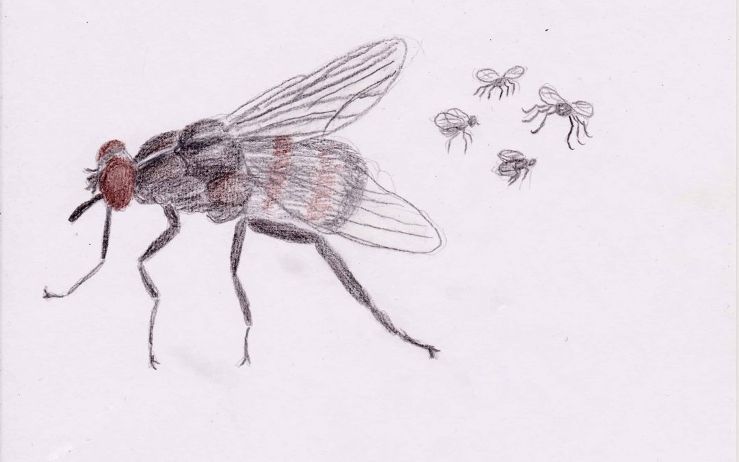 5 of Swords drawing of Flies
