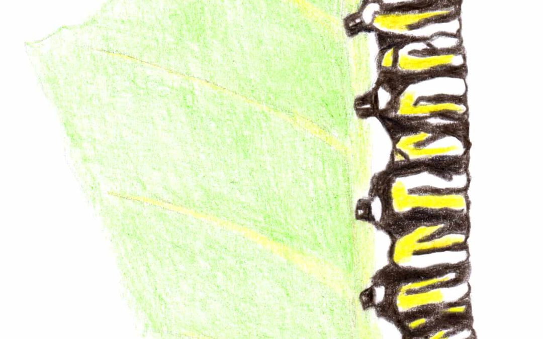 Ace of Cups drawing of a caterpillar